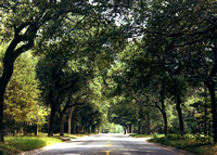 Twelfth Avenue oak trees